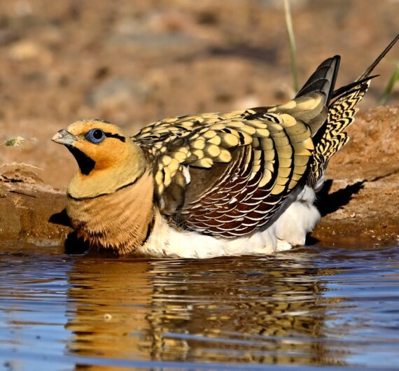 3 Days Sahara Wildlife Safari