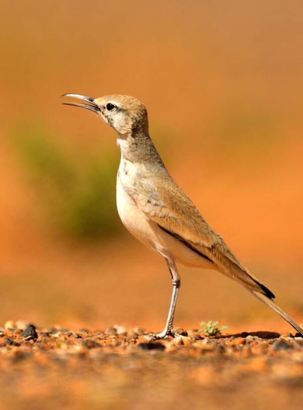 3 Days Sahara Wildlife Safari