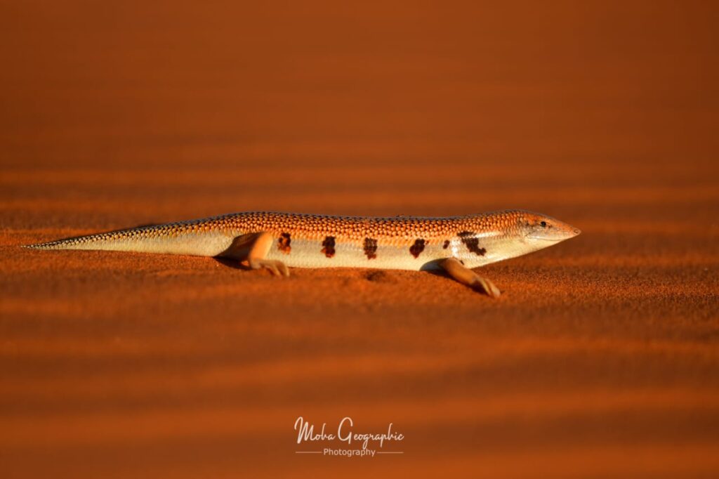 3 Days Sahara Wildlife Safari