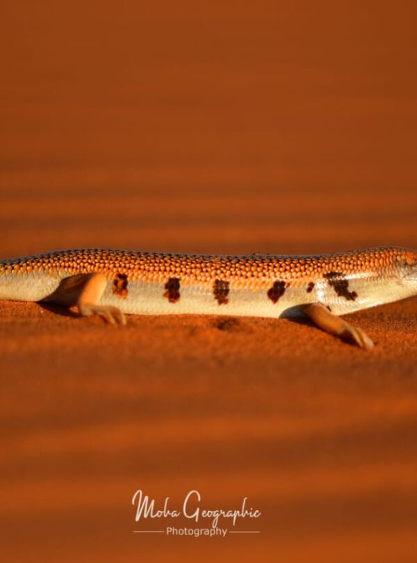 3 Days Sahara Wildlife Safari
