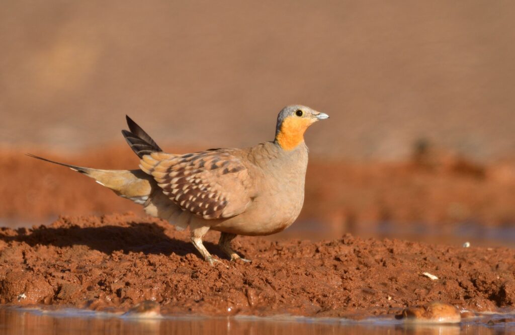 4 Days Merzouga Wildlife Trip