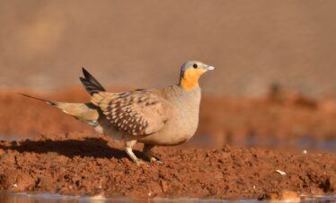 4 Days Merzouga Wildlife Trip