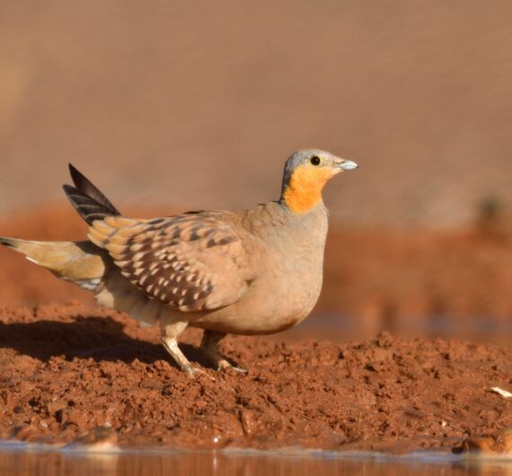 4 Days Merzouga Wildlife Trip