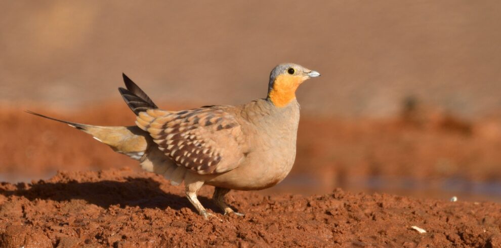 4 Days Merzouga Wildlife Trip