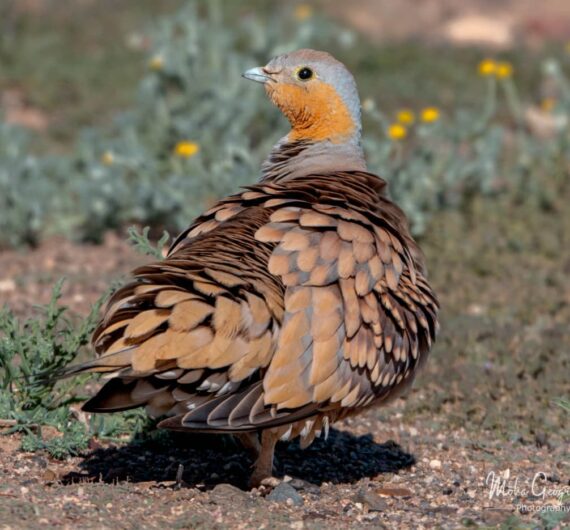 4 Days Merzouga Wildlife Trip
