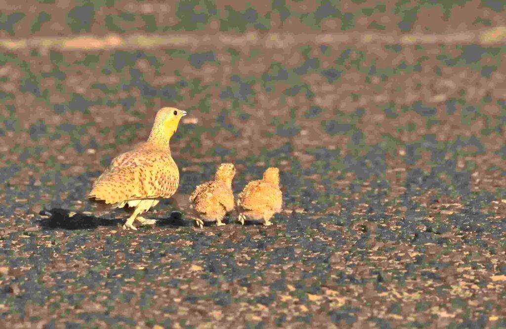 4 Days Merzouga Wildlife Trip