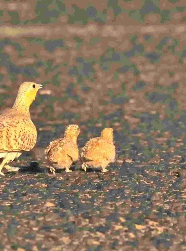 4 Days Merzouga Wildlife Trip
