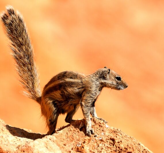 4 Days Merzouga Wildlife Trip