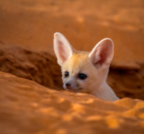 4 Days Merzouga Wildlife Trip