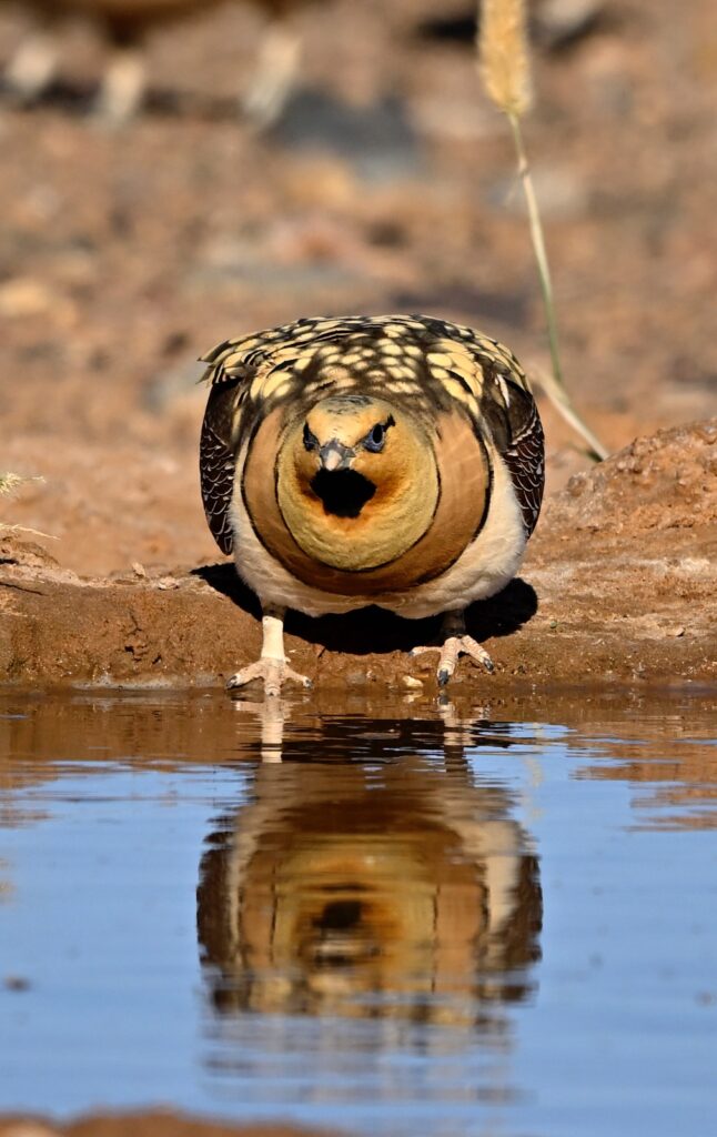 4 Days Merzouga Wildlife Trip