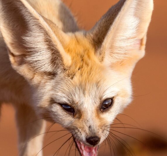 4 Days Merzouga Wildlife Trip