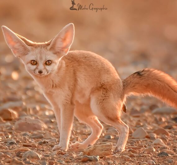 4 Days Merzouga Wildlife Trip