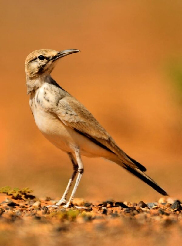 5 Days Sahara Wildlife Tour