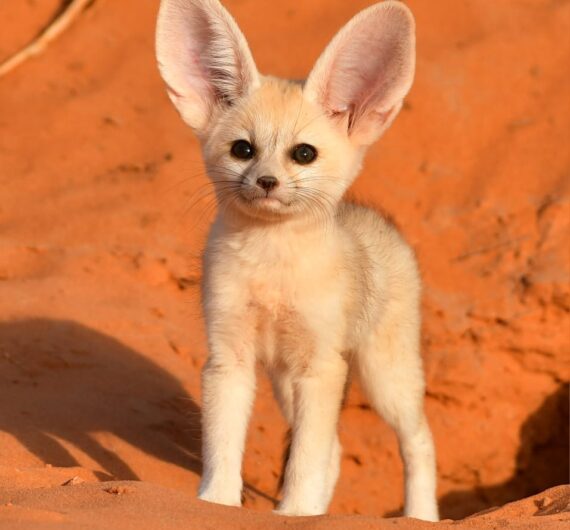 5 Days Sahara Wildlife Tour