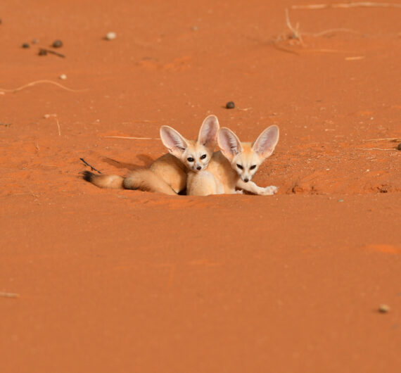 5 Days Sahara Wildlife Tour