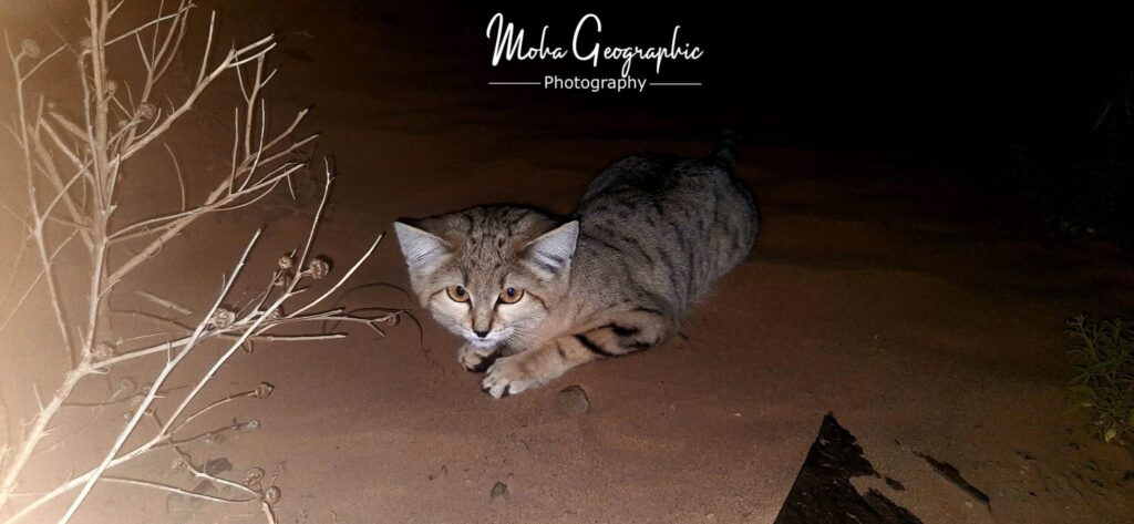 5 Days Sahara Wildlife Tour