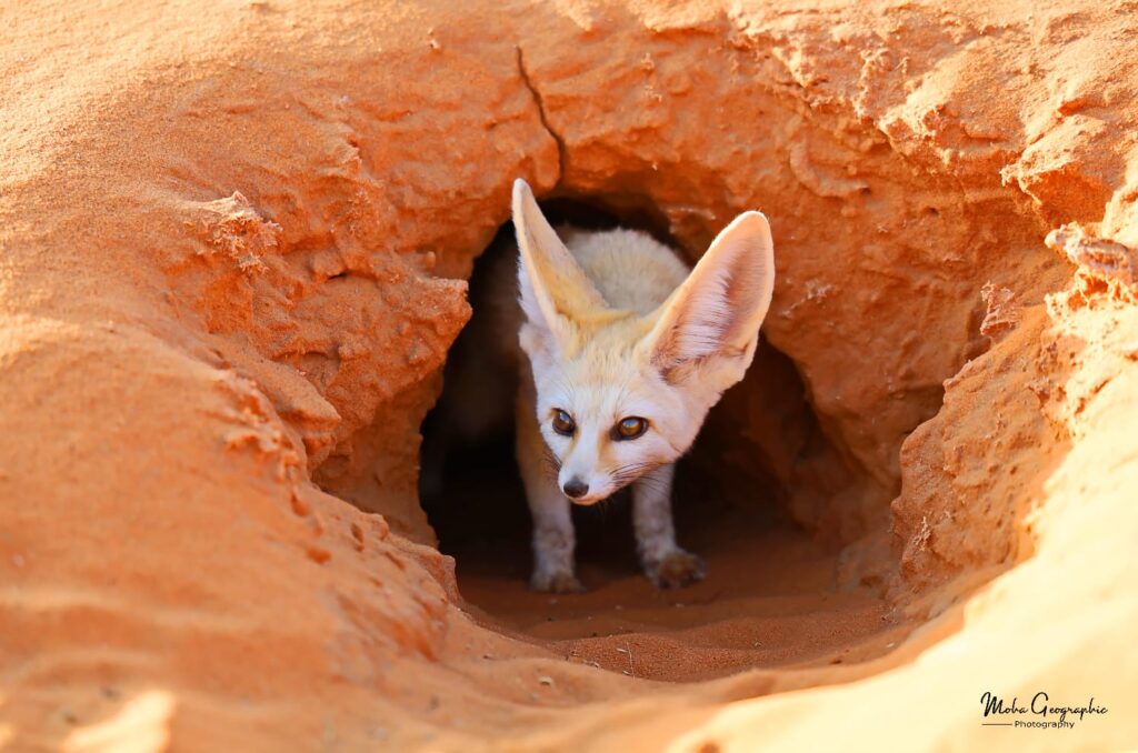 5 Days Sahara Wildlife Tour