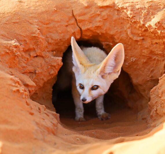 5 Days Sahara Wildlife Tour