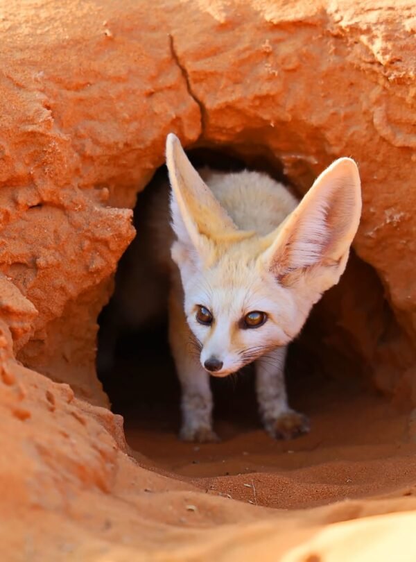 5 Days Sahara Wildlife Tour