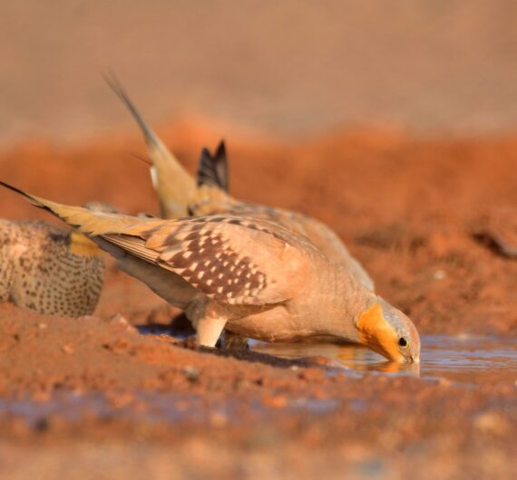 5 Days Sahara Wildlife Tour