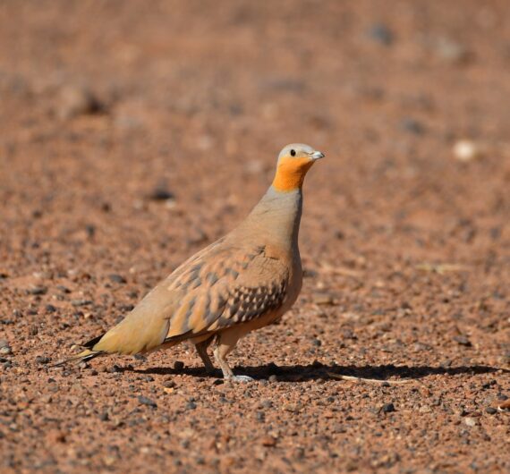 5 Days Sahara Wildlife Tour