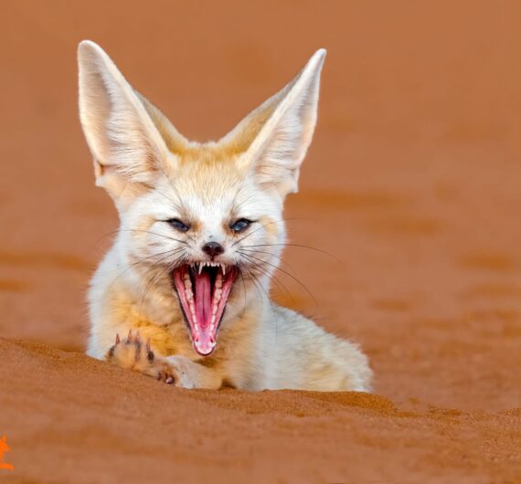 5 Days Sahara Wildlife Tour