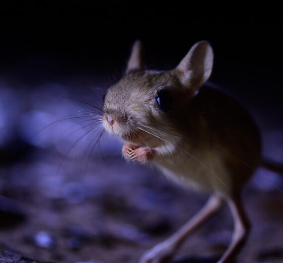 5 Days Sahara Wildlife Tour