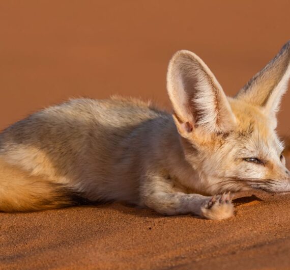 5 Days Sahara Wildlife Tour