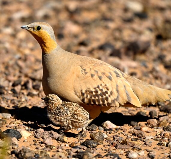 5 Days Sahara Wildlife Tour