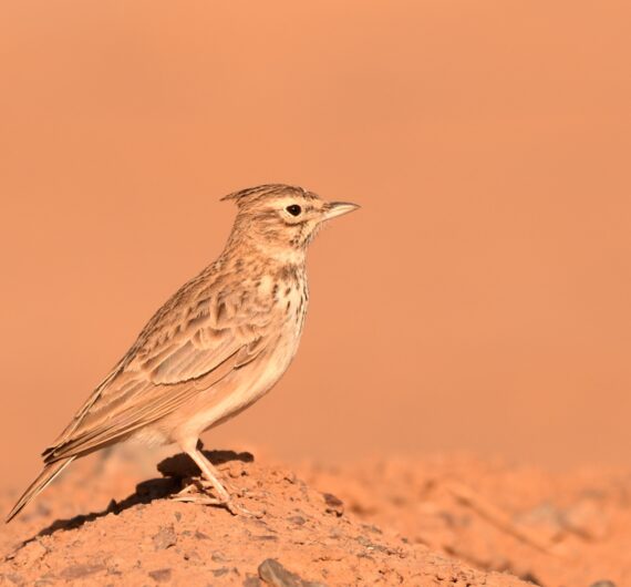 5 Days Sahara Wildlife Tour