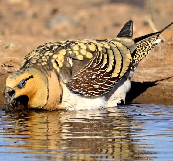 5 Days Sahara Wildlife Tour