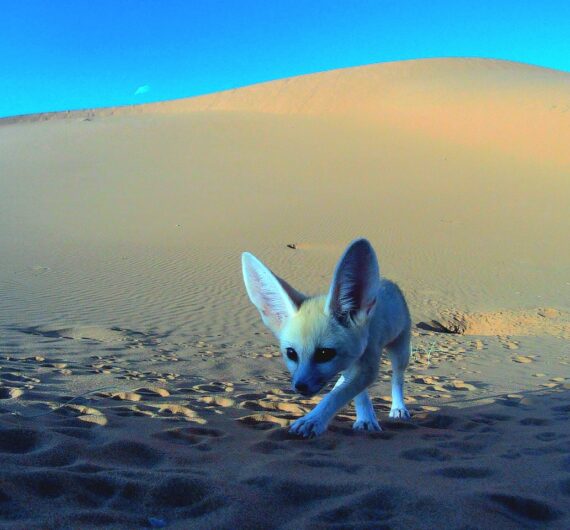 5 Days Sahara Wildlife Tour