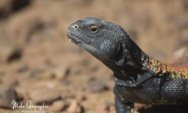 5 Days Sahara Wildlife Tour