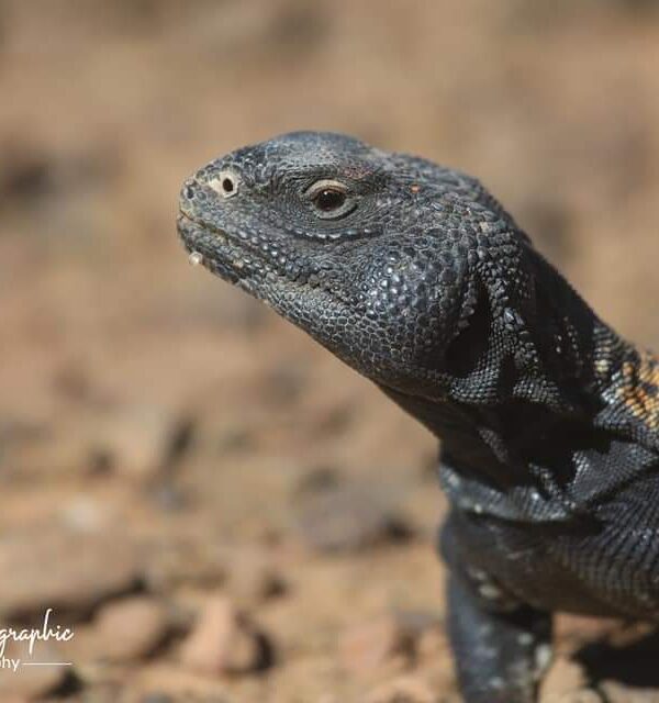 5 Days Sahara Wildlife Tour