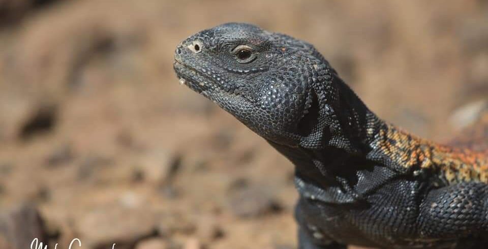 5 Days Sahara Wildlife Tour