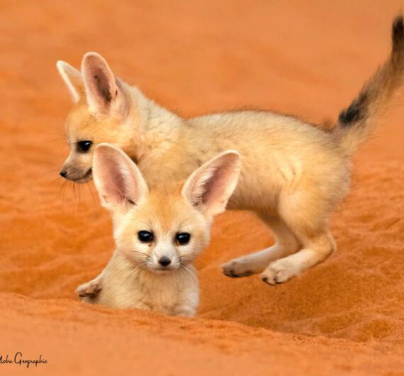 5 Days Sahara Wildlife Tour