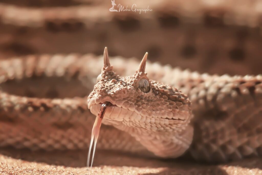 6 Days Merzouga Wildlife Trip