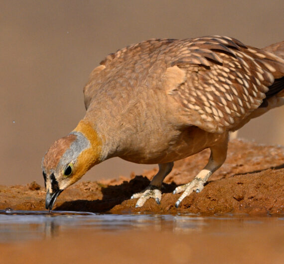 6 Days Merzouga Wildlife Trip