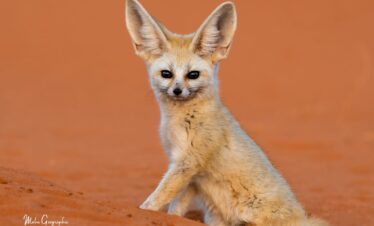 6 Days Merzouga Wildlife Trip