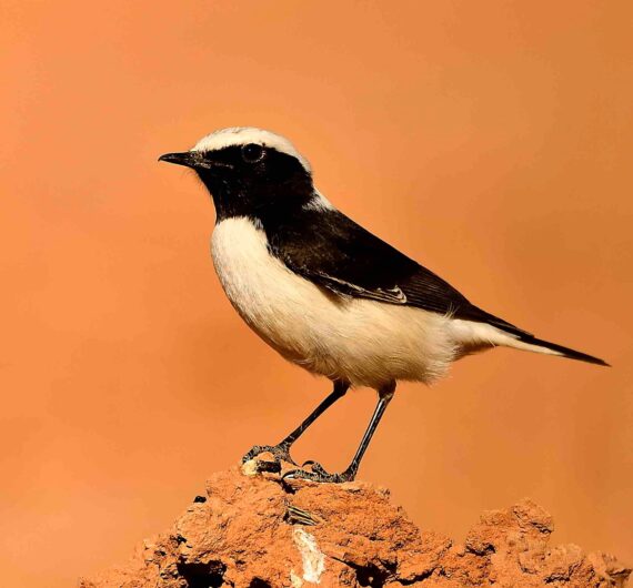 6 Days Merzouga Wildlife Trip