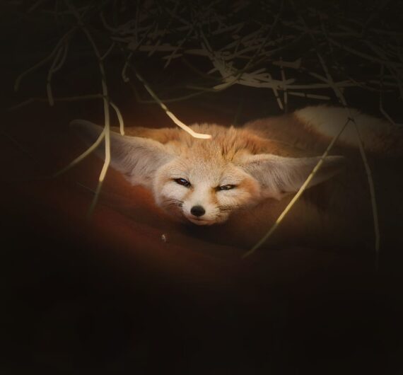 6 Days Merzouga Wildlife Trip