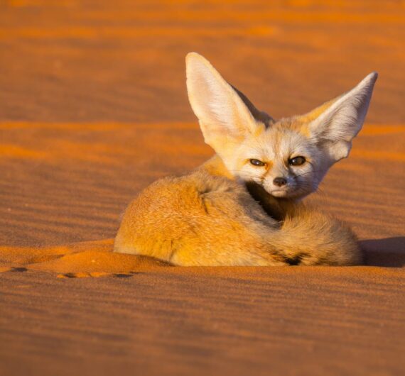 6 Days Merzouga Wildlife Trip