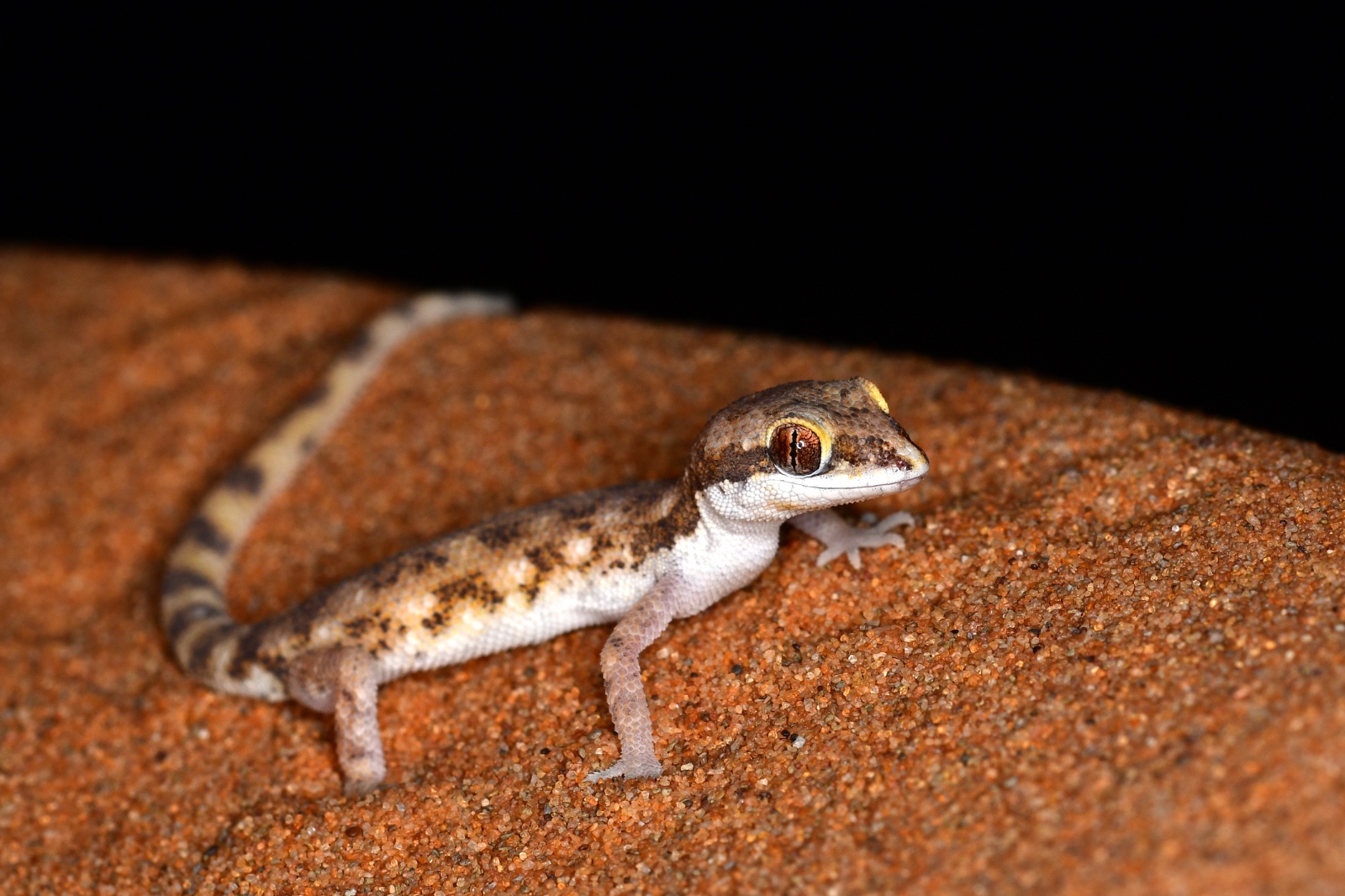 6 Days Merzouga Wildlife Trip