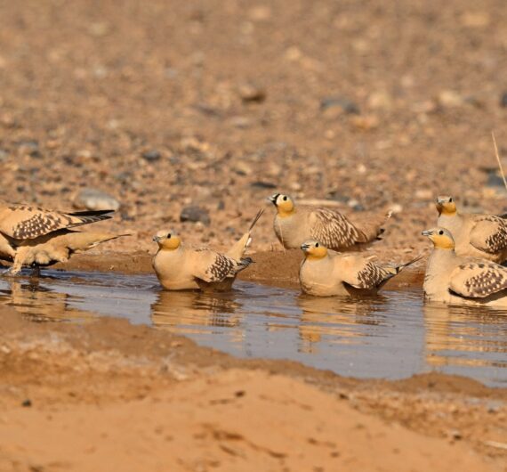 6 Days Merzouga Wildlife Trip