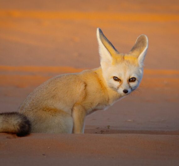 6 Days Merzouga Wildlife Trip
