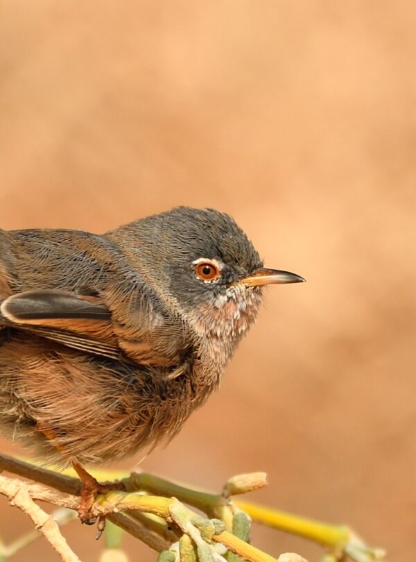 6 Days Merzouga Wildlife Trip