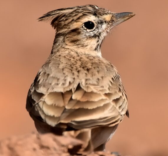 6 Days Merzouga Wildlife Trip