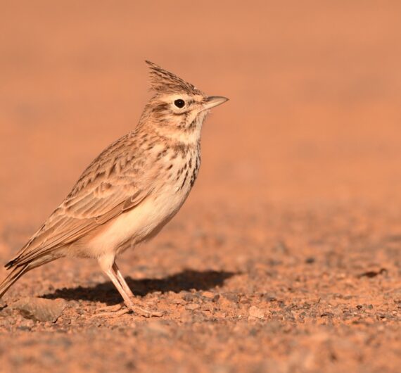 6 Days Merzouga Wildlife Trip