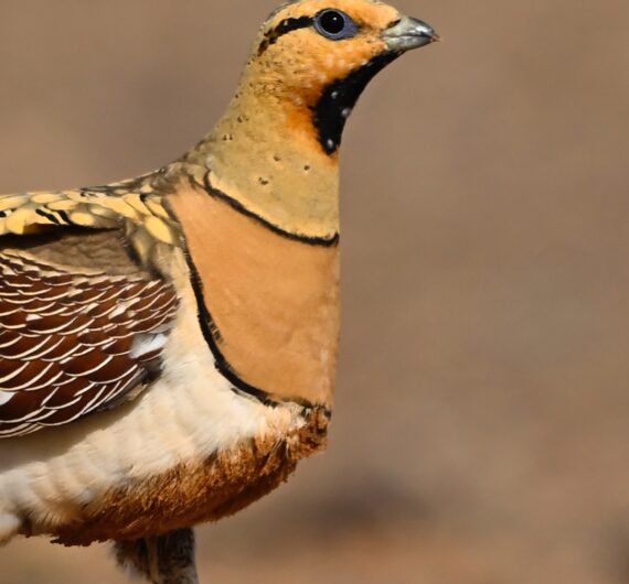 6 Days Merzouga Wildlife Trip