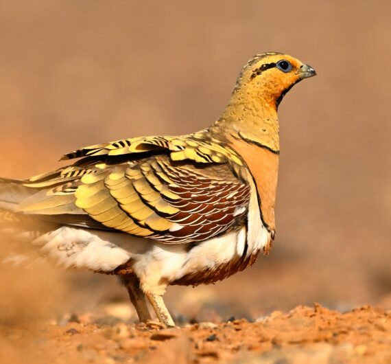 6 Days Merzouga Wildlife Trip